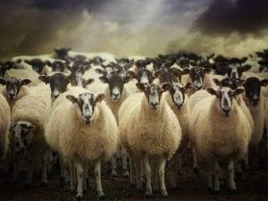 2014-06-16_Dolly-Sheep-Clone_Jacob